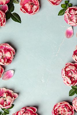 포토 JPG 해외이미지 꽃잎 잎 프레임 실내 사람없음 하이앵글 튤립 파란배경 카피스페이스 해외202004 해외포토 식물 꽃 뷰포인트 백그라운드 내부 파란색 공백 파일형식