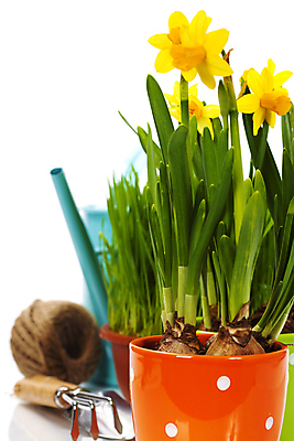 포토 JPG 해외이미지 화분 사람없음 물뿌리개 흰배경 원예 수선화 노끈 갈퀴 원예용품 홈가드닝 해외202004 해외포토 식물 꽃 줄 생활용품 백그라운드 취미 흰색 파일형식