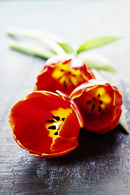 포토 JPG 해외이미지 회색배경 사람없음 튤립 해외202004 해외포토 꽃 백그라운드 회색 파일형식