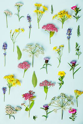 포토 JPG 해외이미지 꽃 잎 패턴 실내 종류 사람없음 하이앵글 봄 다양 파란배경 감성 플라워패턴 해외202004 해외포토 식물 계절 뷰포인트 다수 백그라운드 컨셉 무늬 내부 파란색 파일형식