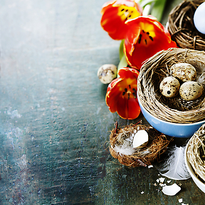 포토 JPG 해외이미지 그릇 회색배경 부활절 사람없음 튤립 둥지 메추리알 해외202004 해외포토 식기 기념일 꽃 백그라운드 알 회색 파일형식