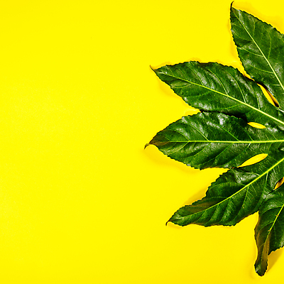 포토 JPG 해외이미지 잎 사람없음 노란배경 카피스페이스 해외202004 해외포토 식물 백그라운드 노란색 공백 파일형식