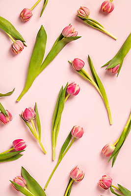 포토 JPG 해외이미지 실내 사람없음 하이앵글 튤립 분홍색배경 해외202004 해외포토 꽃 뷰포인트 분홍색 백그라운드 내부 파일형식