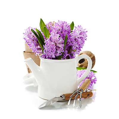 포토 JPG 해외이미지 화분 주전자 실내 사람없음 모종삽 원예 갈퀴 히아신스 해외202004 해외포토 꽃 주방용품 취미 내부 삽 파일형식