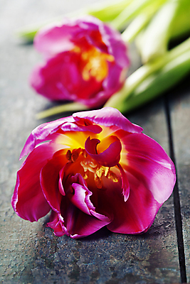 포토 JPG 해외이미지 실내 근접촬영 사람없음 아웃포커스 튤립 나무탁자 해외202004 해외포토 꽃 뷰포인트 탁자 촬영기법 내부 파일형식