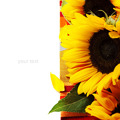 포토 JPG 해외이미지 해바라기 실내 사람없음 해외202004 해외포토 꽃 내부 파일형식