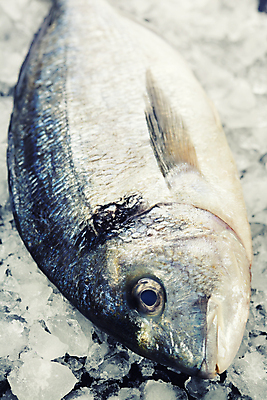 포토 JPG 해외이미지 식재료 실내 어류 근접촬영 사람없음 얼음 해산물 흰배경 황새치 해외202004 해외포토 자연요소 뷰포인트 백그라운드 내부 수중동물 흰색 파일형식 새치