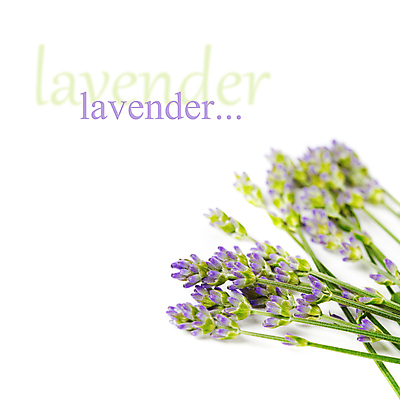 포토 JPG 해외이미지 실내 근접촬영 타이포그라피 사람없음 흰배경 라벤더 카피스페이스 해외202004 해외포토 문자 꽃 뷰포인트 백그라운드 내부 공백 흰색 허브 파일형식