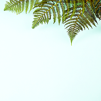 포토 JPG 해외이미지 백그라운드 잎 실내 사람없음 파란배경 카피스페이스 해외202004 해외포토 식물 내부 파란색 공백 파일형식