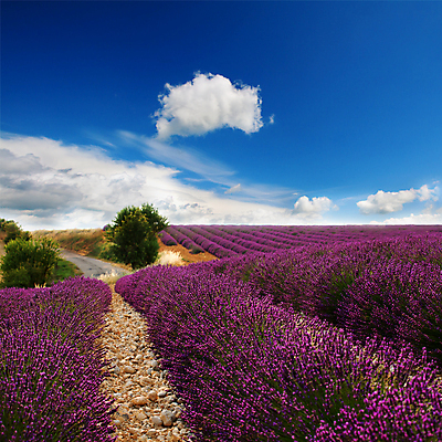 포토 JPG 해외이미지 주간 구름 꽃밭 하늘 사람없음 야외 라벤더 해외202004 해외포토 자연요소 꽃 허브 파일형식