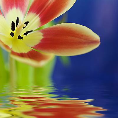 포토 JPG 해외이미지 물결 근접촬영 사람없음 반사 튤립 해외202004 해외포토 꽃 뷰포인트 파일형식