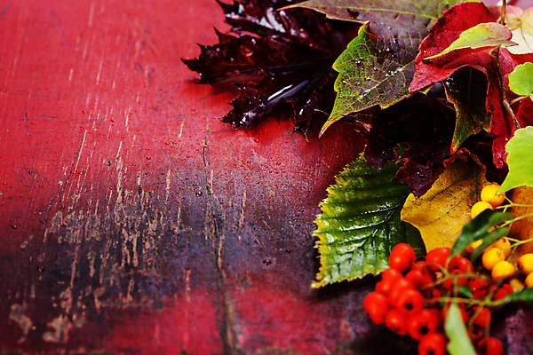 포토 JPG 해외이미지 낙엽 사람없음 가을 나무탁자 호랑가시나무열매 카피스페이스 해외202004 해외포토 계절 열매 잎 탁자 공백 파일형식