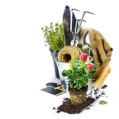 포토 JPG 해외이미지 화분 장갑 잎 사람없음 장미 모종삽 양동이 흰배경 원예 갈퀴 원예용품 전정가위 홈가드닝 해외202004 해외포토 식물 잡화 꽃 생활용품 백그라운드 가위_도구 취미 흰색 삽 파일형식