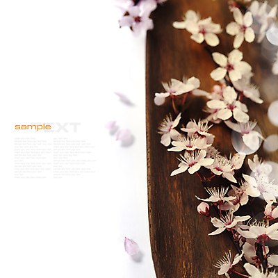 포토 JPG 해외이미지 꽃잎 봄꽃 실내 타이포그라피 사람없음 벚꽃 빛망울 카피스페이스 나무배경 해외202004 해외포토 문자 꽃 백그라운드 내부 빛 봄 공백 파일형식