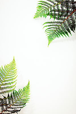 포토 JPG 해외이미지 잎 실내 사람없음 빛 흰배경 카피스페이스 해외202004 해외포토 식물 백그라운드 내부 공백 흰색 파일형식