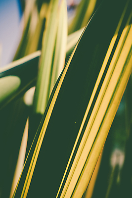 포토 JPG 해외이미지 주간 잎 근접촬영 사람없음 야외 아웃포커스 해외202004 해외포토 자연요소 식물 뷰포인트 촬영기법 파일형식