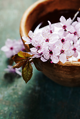 포토 JPG 해외이미지 잎 실내 사람없음 벚꽃 사발 나무바닥 아로마테라피 해외202004 해외포토 식물 꽃 바닥 내부 사기그릇 테라피 파일형식