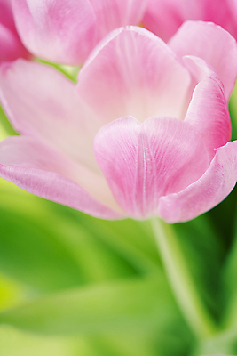 포토 JPG 해외이미지 실내 근접촬영 사람없음 아웃포커스 튤립 해외202004 해외포토 꽃 뷰포인트 촬영기법 내부 파일형식