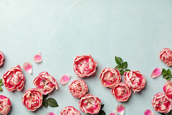 포토 JPG 해외이미지 꽃잎 잎 실내 사람없음 하이앵글 튤립 파란배경 카피스페이스 해외202004 해외포토 식물 꽃 뷰포인트 백그라운드 내부 파란색 공백 파일형식