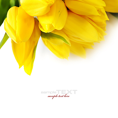 포토 JPG 해외이미지 꽃다발 실내 근접촬영 타이포그라피 사람없음 튤립 흰배경 카피스페이스 해외202004 해외포토 문자 꽃 뷰포인트 백그라운드 내부 공백 흰색 파일형식