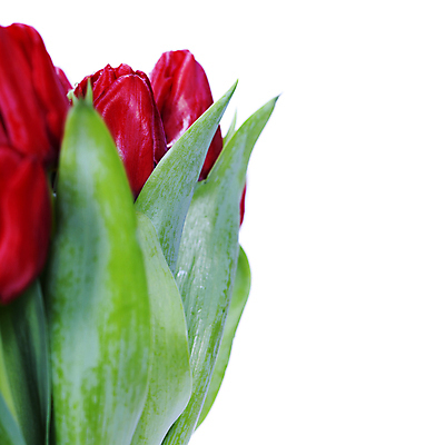 포토 JPG 해외이미지 사람없음 튤립 흰배경 카피스페이스 해외202004 해외포토 꽃 백그라운드 공백 흰색 파일형식