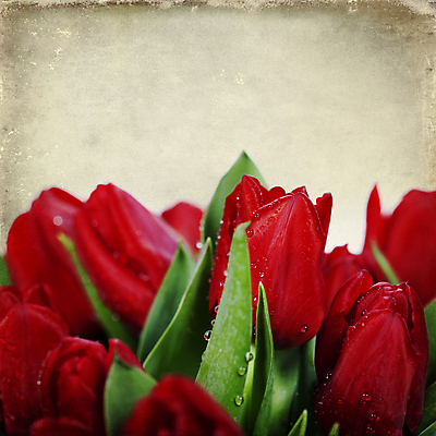 포토 JPG 해외이미지 사람없음 튤립 물방울 빈티지 흰배경 해외202004 해외포토 꽃 백그라운드 컨셉 흰색 파일형식