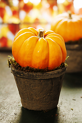 포토 JPG 해외이미지 화분 호박 실내 사람없음 아웃포커스 농작물 가을 작음 미니 해외202004 해외포토 계절 농업 채소 촬영기법 내부 크기 파일형식