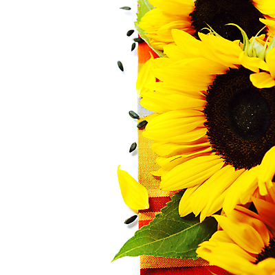 포토 JPG 해외이미지 해바라기 실내 사람없음 해외202004 해외포토 꽃 내부 파일형식