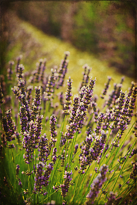 포토 JPG 해외이미지 주간 사람없음 야외 아웃포커스 빈티지 라벤더 비네팅 필터 해외202004 해외포토 자연요소 꽃 컨셉 촬영기법 허브 파일형식