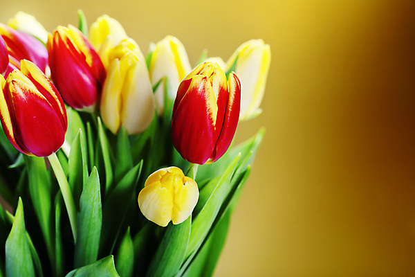 포토 JPG 해외이미지 꽃다발 사람없음 튤립 노란배경 해외202004 해외포토 꽃 백그라운드 노란색 파일형식