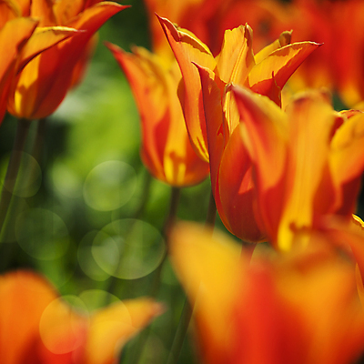 포토 JPG 해외이미지 주간 사람없음 야외 튤립 소프트포커스 해외202004 해외포토 자연요소 꽃 촬영기법 파일형식