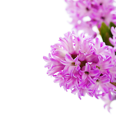 포토 JPG 해외이미지 실내 근접촬영 사람없음 아웃포커스 흰배경 원예 히아신스 카피스페이스 해외202004 해외포토 꽃 뷰포인트 백그라운드 촬영기법 취미 내부 공백 흰색 파일형식