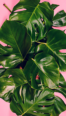 포토 JPG 해외이미지 사람없음 몬스테라 분홍색배경 해외202004 해외포토 식물 분홍색 백그라운드 파일형식