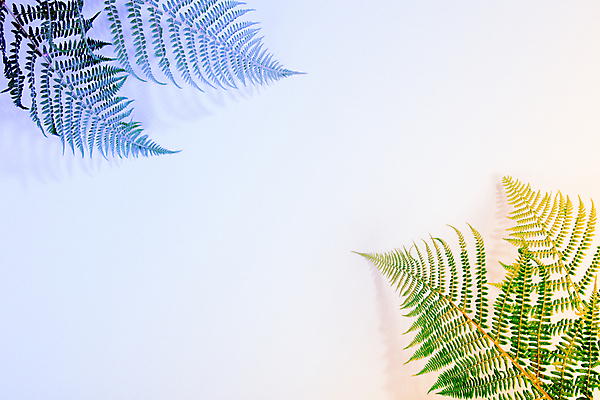 포토 JPG 해외이미지 잎 실내 사람없음 빛 파란배경 카피스페이스 해외202004 해외포토 식물 백그라운드 내부 파란색 공백 파일형식