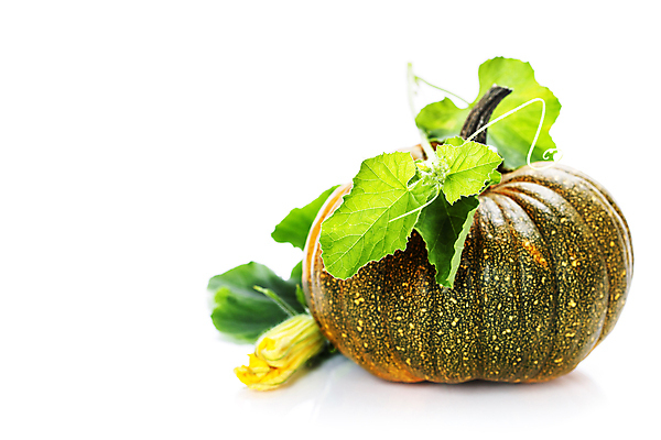 포토 JPG 해외이미지 채소 호박 실내 사람없음 흰배경 채식 호박꽃 호박잎 해외202004 해외포토 꽃 백그라운드 잎 내부 흰색 파일형식