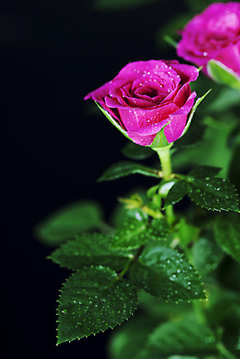 포토 JPG 해외이미지 잎 검은배경 실내 사람없음 장미 물방울 해외202004 해외포토 식물 꽃 백그라운드 내부 검은색 파일형식