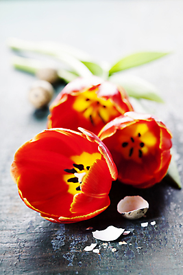 포토 JPG 해외이미지 회색배경 사람없음 아웃포커스 튤립 해외202004 해외포토 꽃 백그라운드 촬영기법 회색 파일형식