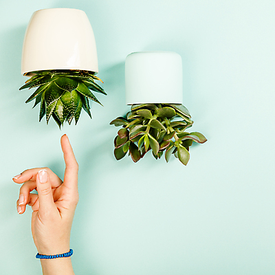 포토 JPG 해외이미지 손 화분 실내 신체부위 하이앵글 가리킴 다육식물 민트색배경 해외202004 해외포토 식물 뷰포인트 백그라운드 사람 손짓 내부 민트색 파일형식
