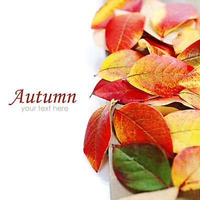 포토 JPG 해외이미지 실내 사람없음 가을 흰배경 해외202004 해외포토 계절 백그라운드 내부 흰색 파일형식