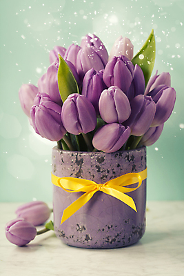 포토 JPG 해외이미지 리본 화분 실내 사람없음 튤립 빛망울 초록배경 해외202004 해외포토 꽃 백그라운드 내부 초록색 빛 파일형식