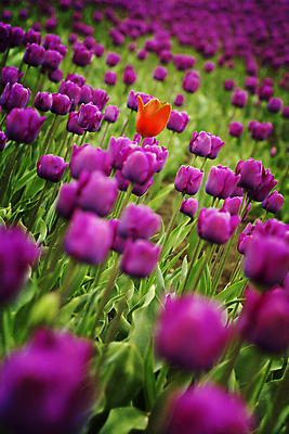 포토 JPG 해외이미지 주간 꽃잎 잎 꽃밭 사람없음 야외 아웃포커스 튤립 해외202004 해외포토 자연요소 식물 꽃 촬영기법 파일형식