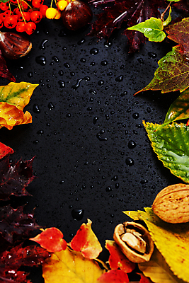 포토 JPG 해외이미지 낙엽 검은배경 사람없음 하이앵글 가을 물방울 호두 호랑가시나무열매 카피스페이스 해외202004 해외포토 계절 열매 뷰포인트 백그라운드 잎 검은색 공백 견과류 파일형식