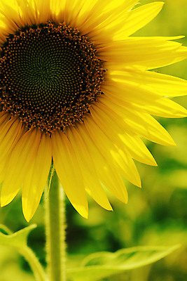 포토 JPG 해외이미지 주간 해바라기 근접촬영 사람없음 야외 해외202004 해외포토 자연요소 꽃 뷰포인트 파일형식