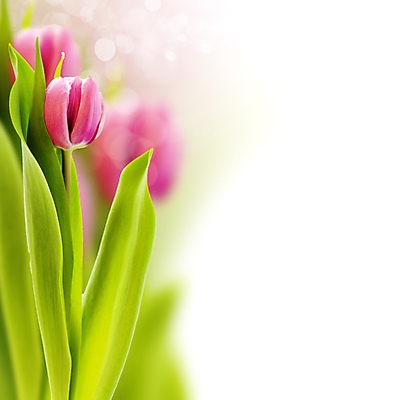 포토 JPG 해외이미지 꽃다발 실내 사람없음 아웃포커스 튤립 흰배경 빛망울 카피스페이스 해외202004 해외포토 꽃 백그라운드 촬영기법 내부 빛 공백 흰색 파일형식