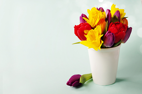 포토 JPG 해외이미지 화분 꽃다발 봄꽃 실내 사람없음 튤립 빛망울 카피스페이스 민트색배경 해외202004 해외포토 꽃 백그라운드 내부 빛 봄 공백 민트색 파일형식