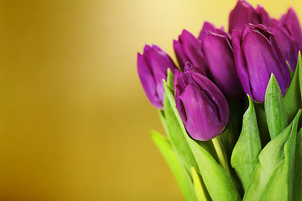 포토 JPG 해외이미지 꽃잎 사람없음 튤립 노란배경 카피스페이스 해외202004 해외포토 꽃 백그라운드 노란색 공백 파일형식