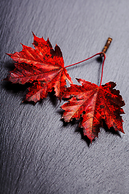 포토 JPG 해외이미지 검은배경 사람없음 하이앵글 가을 해외202004 해외포토 계절 뷰포인트 백그라운드 검은색 파일형식