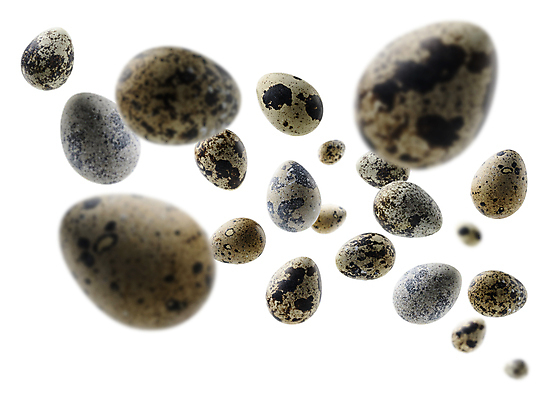 포토 JPG 해외이미지 사람없음 메추리알 해외포토 알 파일형식