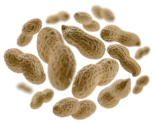 포토 JPG 해외이미지 사람없음 견과류 땅콩 해외포토 파일형식