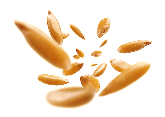 포토 JPG 해외이미지 씨앗 사람없음 해외포토 식물 파일형식